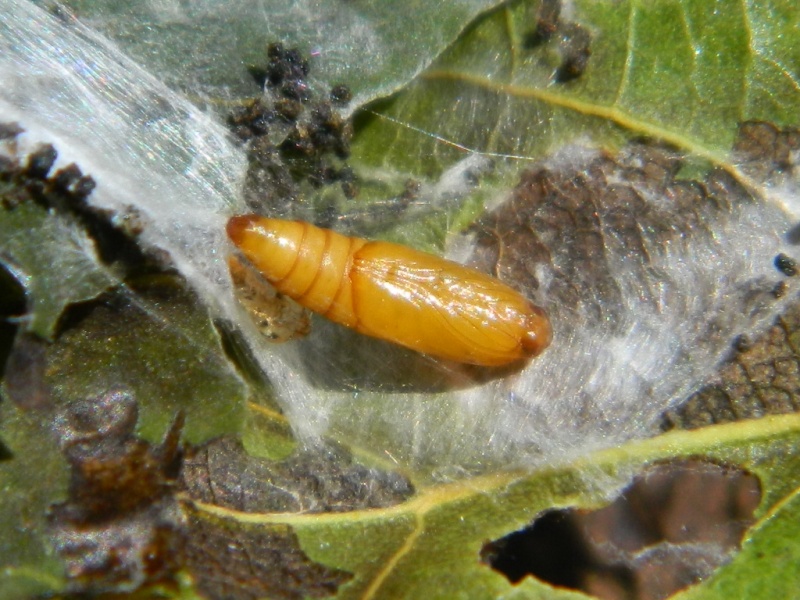 Schifezzuolidae: Gypsonoma minutana, Tortricidae